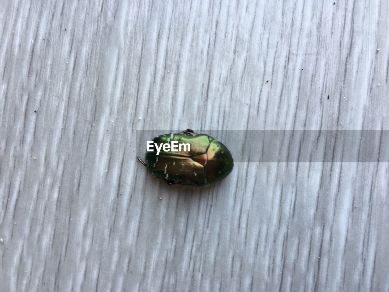 HIGH ANGLE VIEW OF GRASSHOPPER ON WOOD