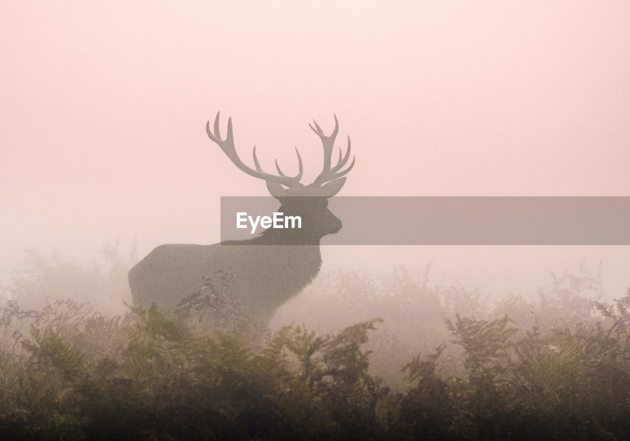 animal, animal themes, animal wildlife, mammal, fog, wildlife, nature, deer, one animal, plant, tree, no people, antler, silhouette, sky, beauty in nature, outdoors, reindeer, land, environment, landscape, morning, forest, twilight