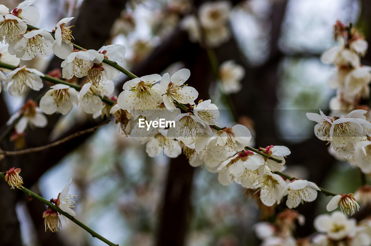 CLOSE-UP OF WHITE CHERRY BLOSSOM