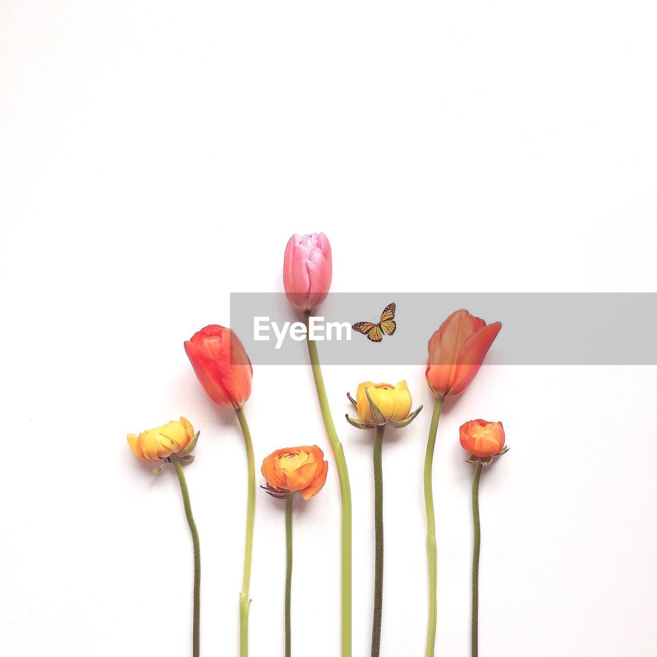 CLOSE-UP OF RED CHILI PEPPERS AGAINST WHITE BACKGROUND