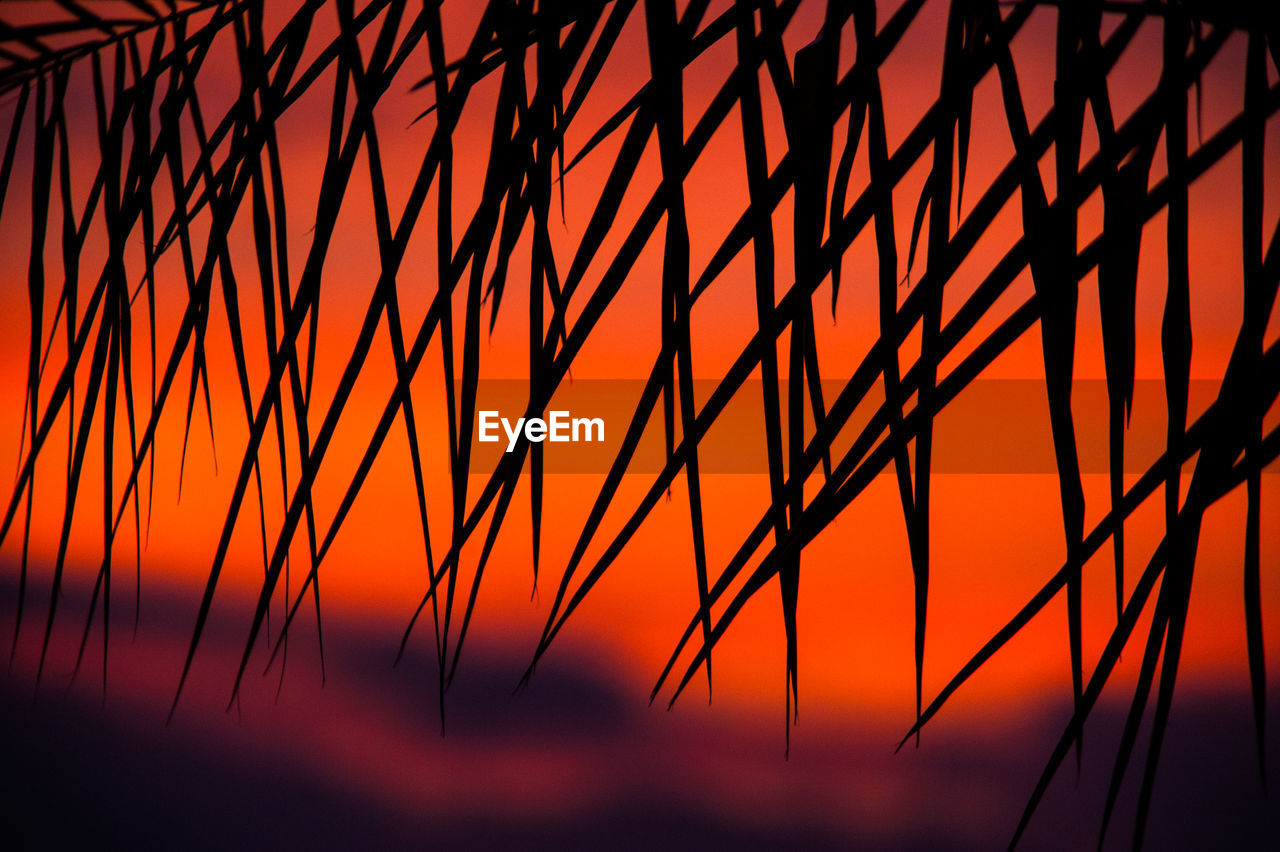 Close-up of silhouette plants against orange sky