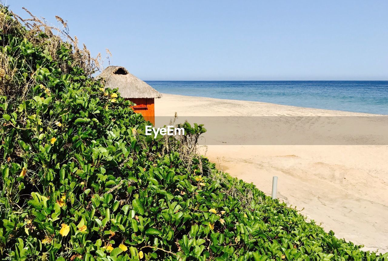 Plants growing on beach against clear sky