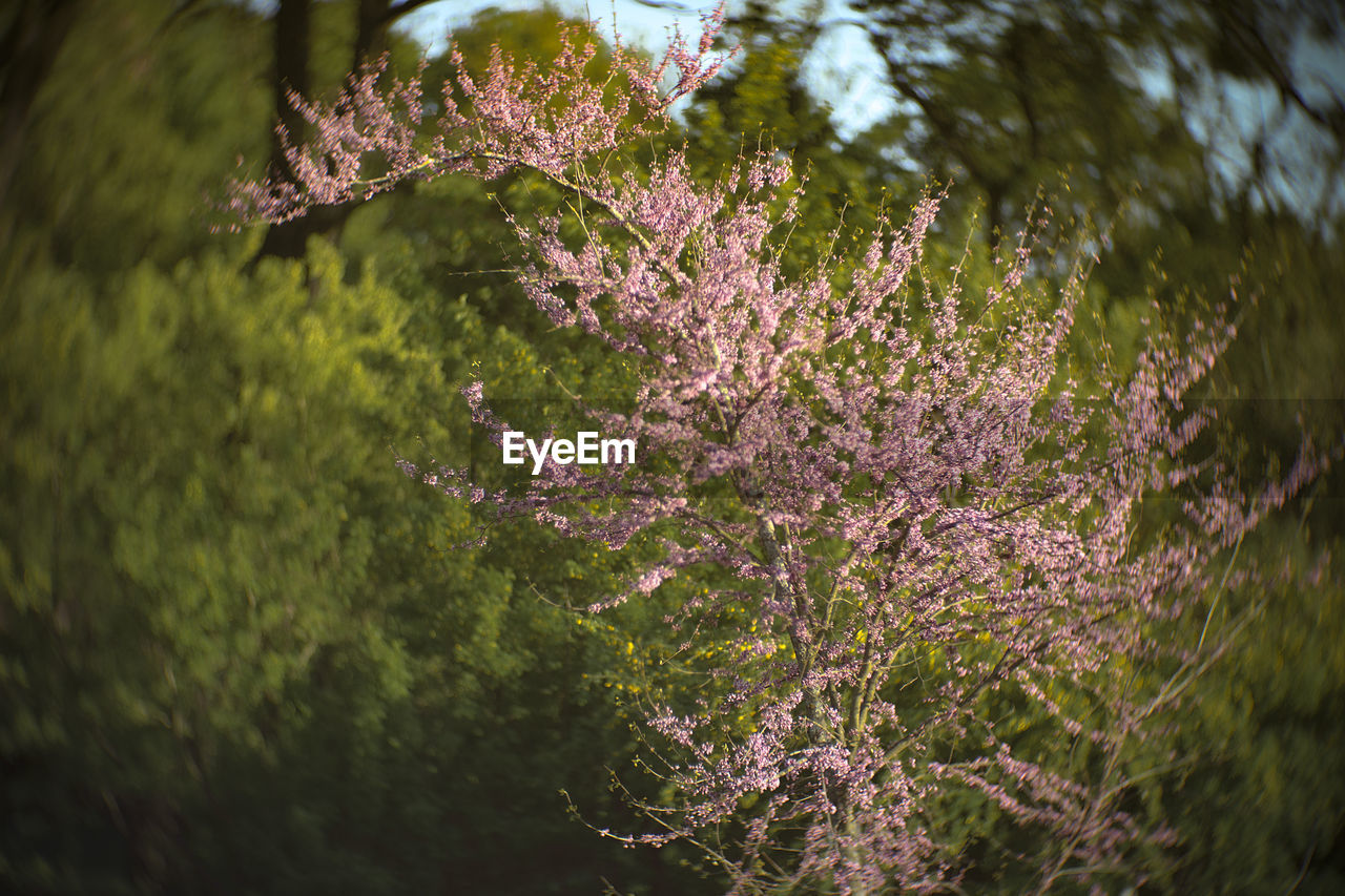 nature, plant, tree, green, flower, leaf, beauty in nature, branch, growth, blossom, flowering plant, freshness, no people, sunlight, macro photography, fragility, grass, springtime, day, pink, outdoors, close-up, tranquility, autumn, selective focus, land, botany