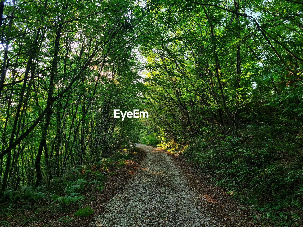 Dirt road amidst trees in forest