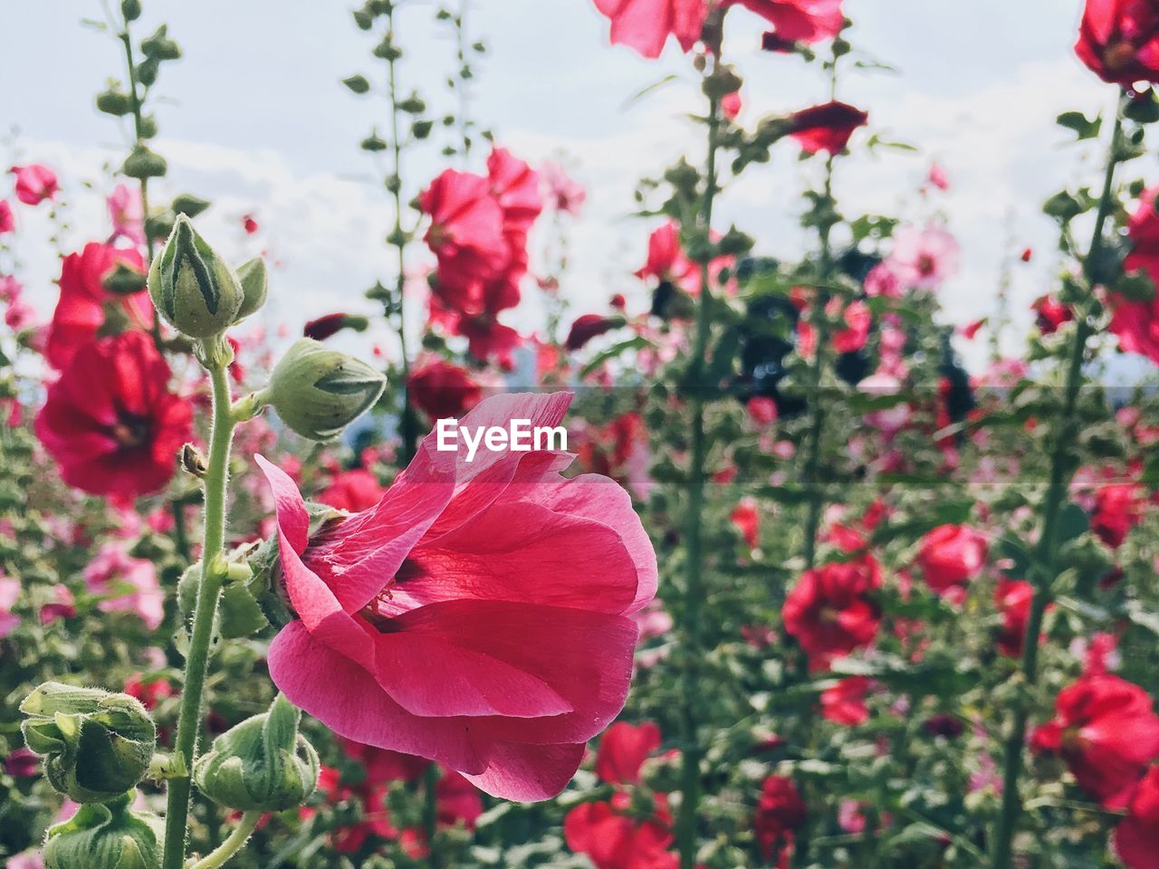 Pink flowers blooming on field