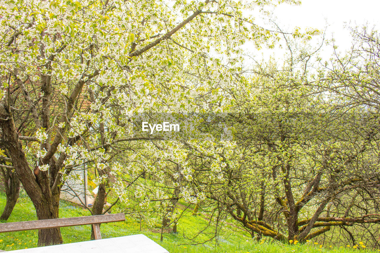 SCENIC VIEW OF FLOWERING TREES AND PLANTS