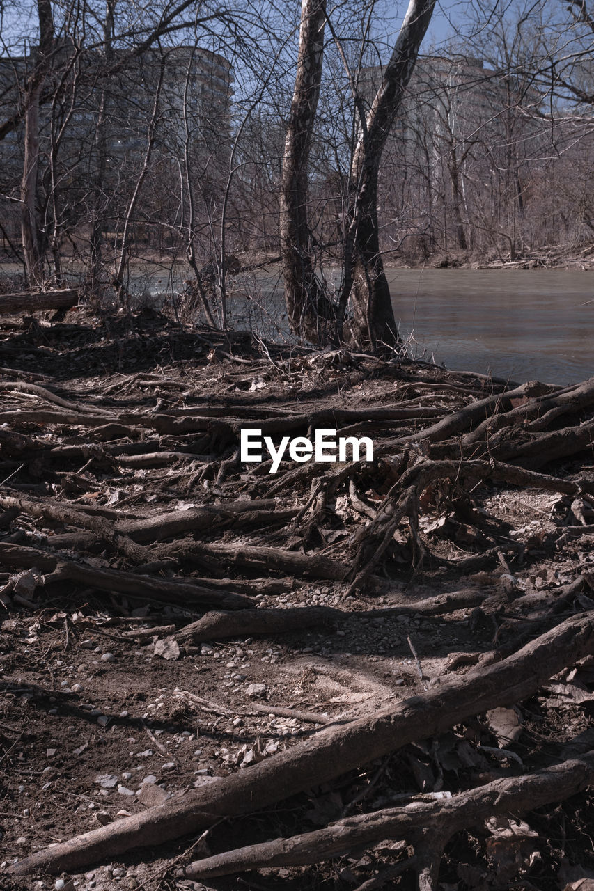 BARE TREES IN FOREST