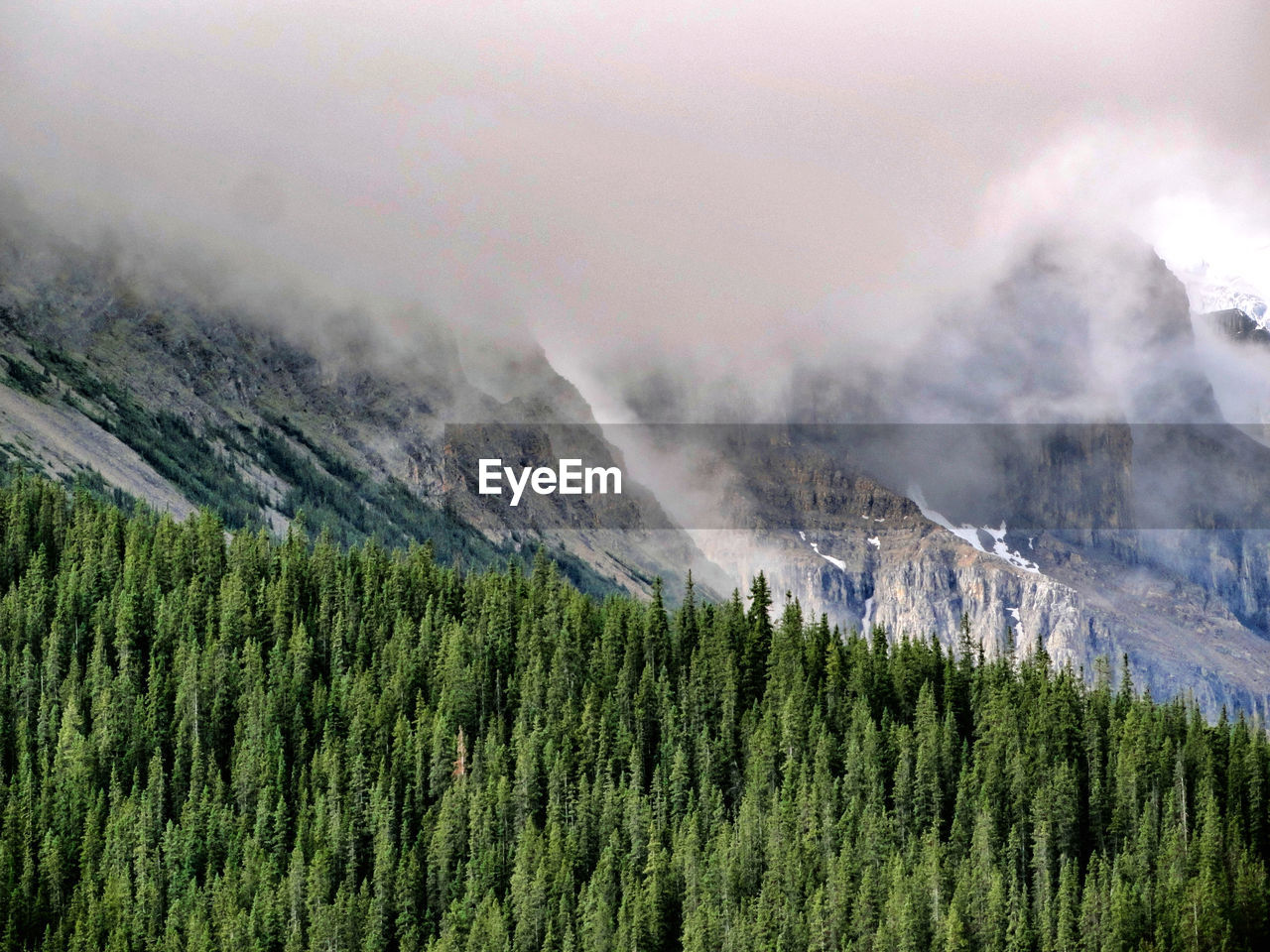 PANORAMIC VIEW OF PINE TREES AGAINST SKY DURING FOGGY WEATHER