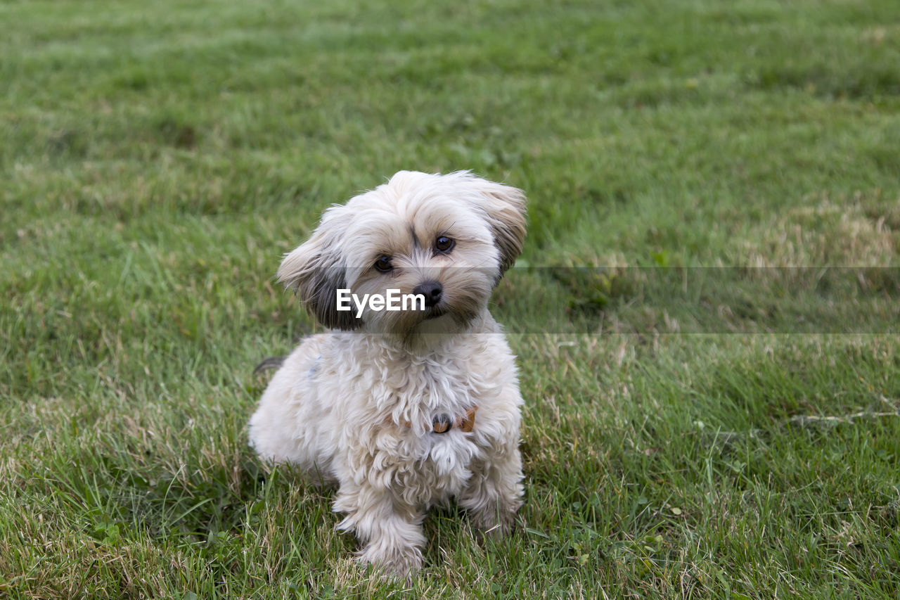 Adorable female cream and brown morkie sitting in lawn with head cocked 