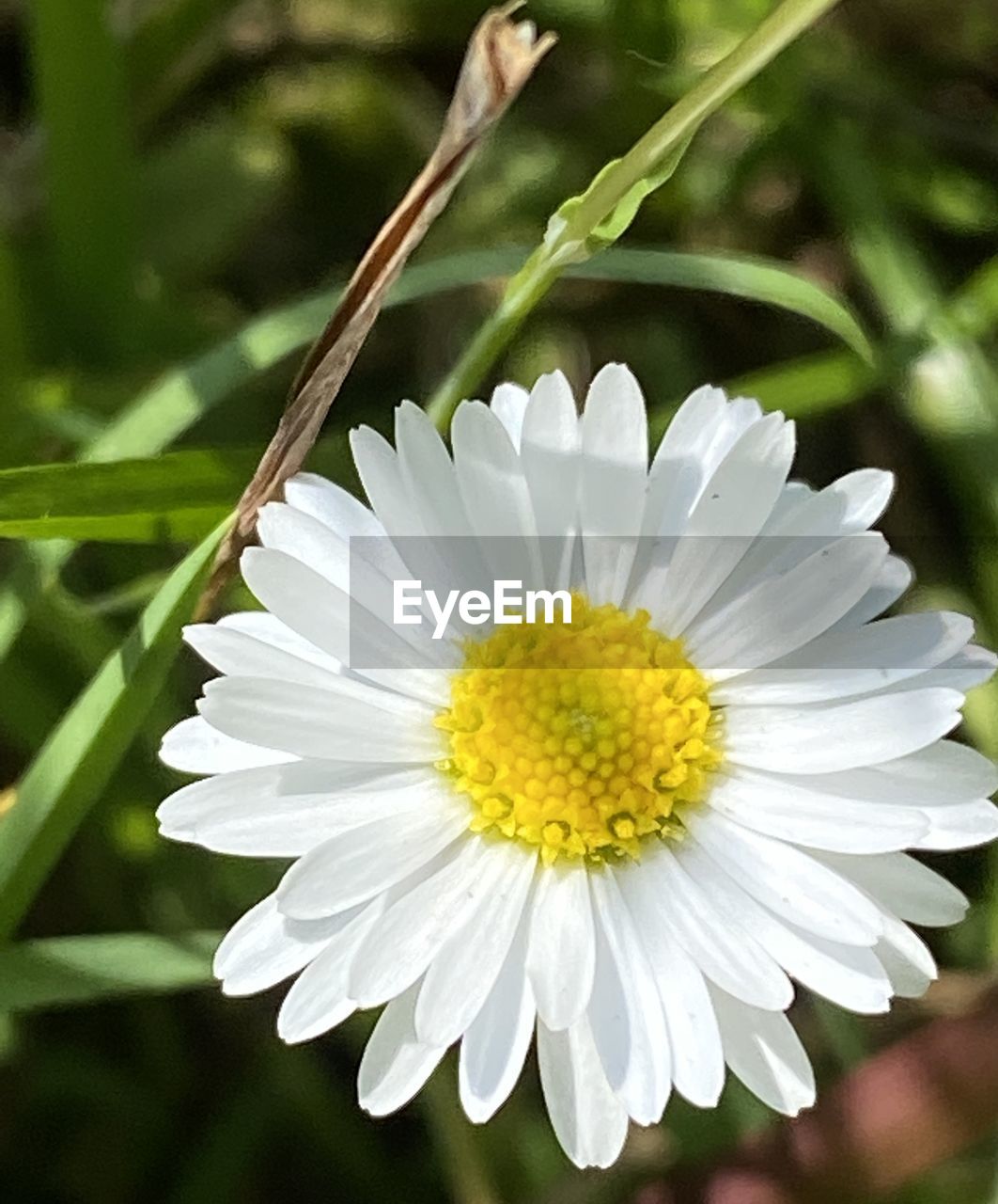 flower, flowering plant, plant, freshness, beauty in nature, flower head, petal, fragility, daisy, close-up, nature, growth, white, inflorescence, pollen, no people, botany, yellow, macro photography, focus on foreground, outdoors, summer, blossom, springtime, plant stem, environment, wildflower