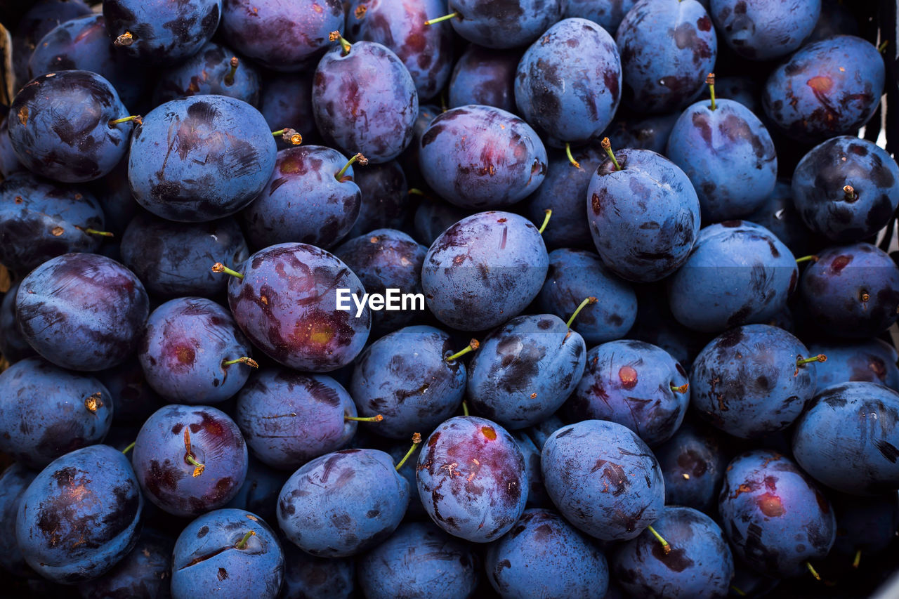 A large box of blue plums on the market.  autumn harvest concept