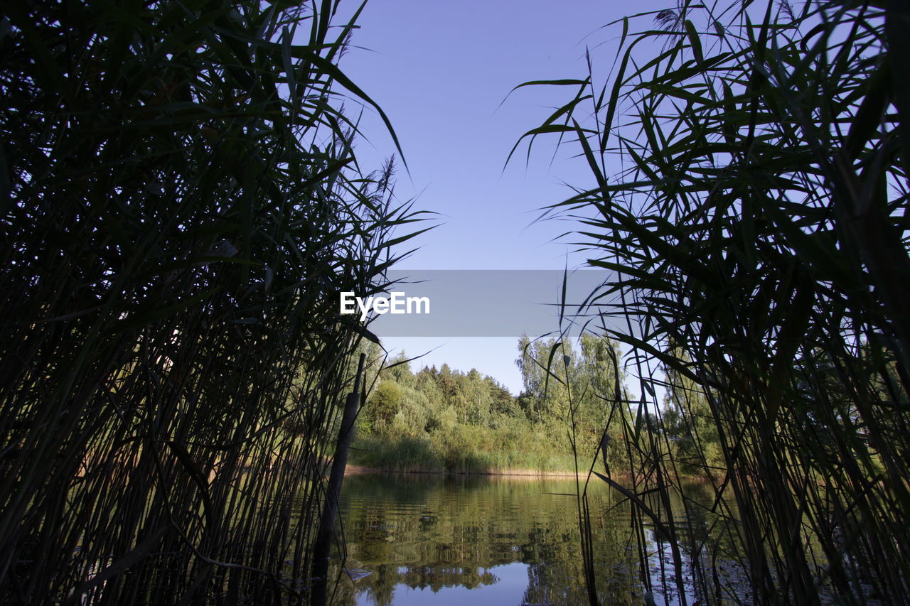 Plants growing in lake water