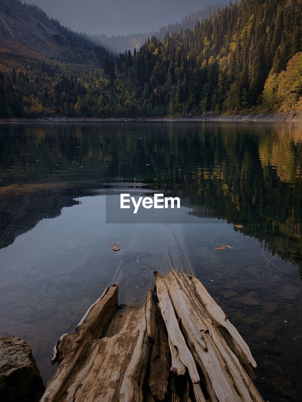 Scenic view of malaya ritsa lake in forest