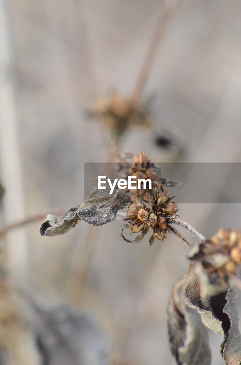 Close-up of wilted plant