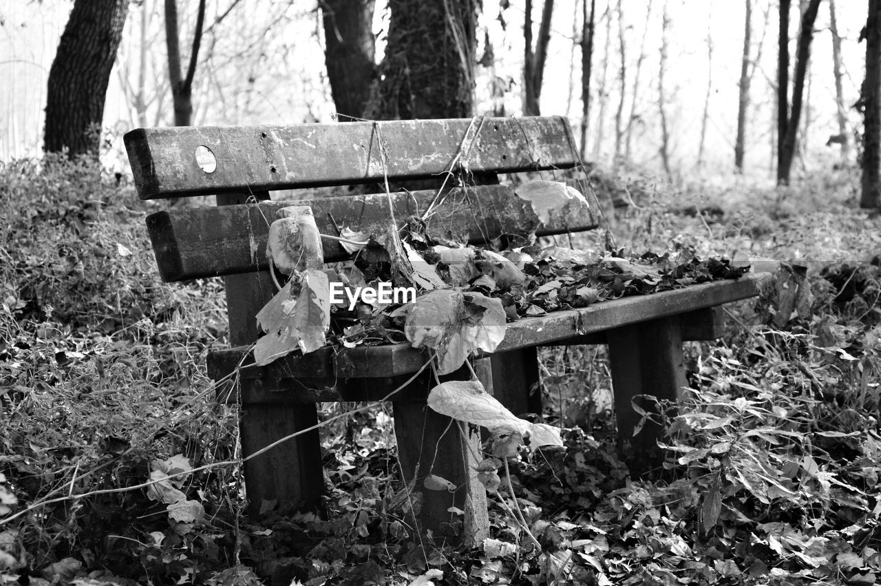 Autumn leaves on bench at park