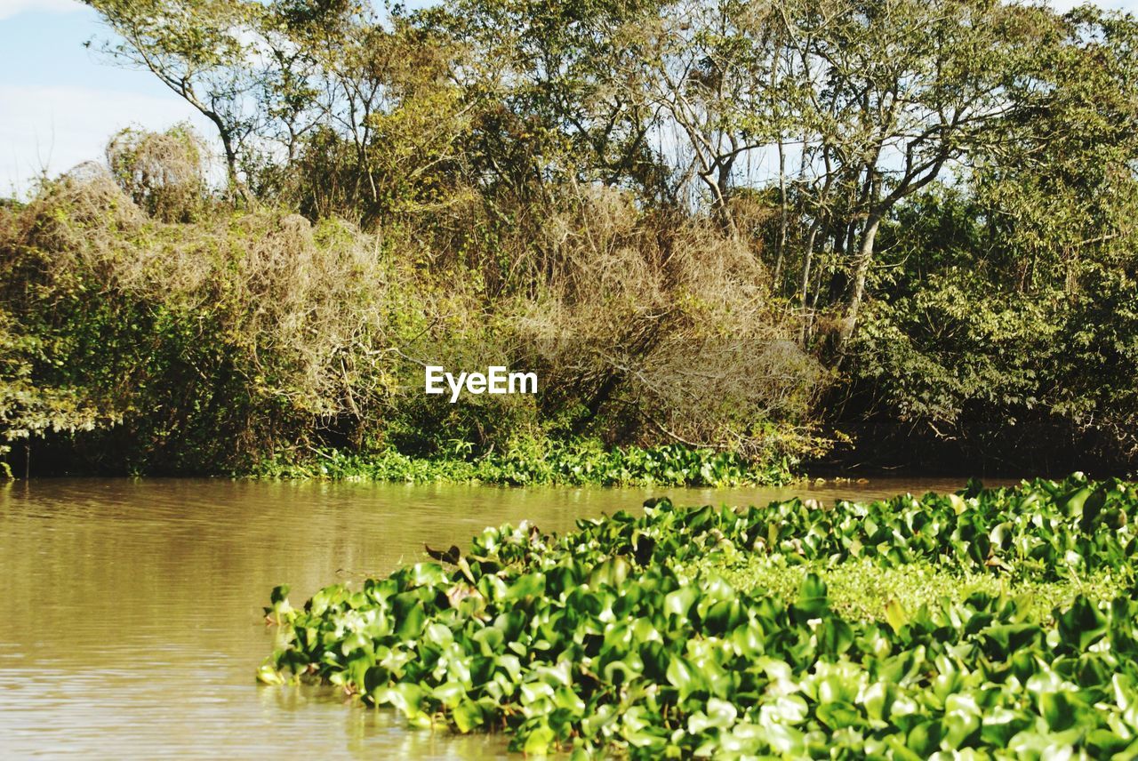 SCENIC VIEW OF LAKE