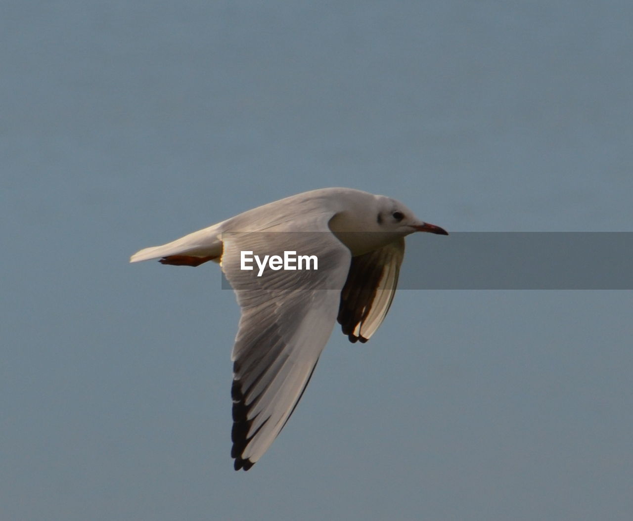 LOW ANGLE VIEW OF SEAGULL FLYING