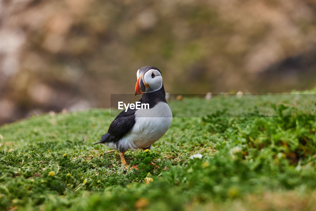 Puffin standing on a rock cliff . fratercula arctica 