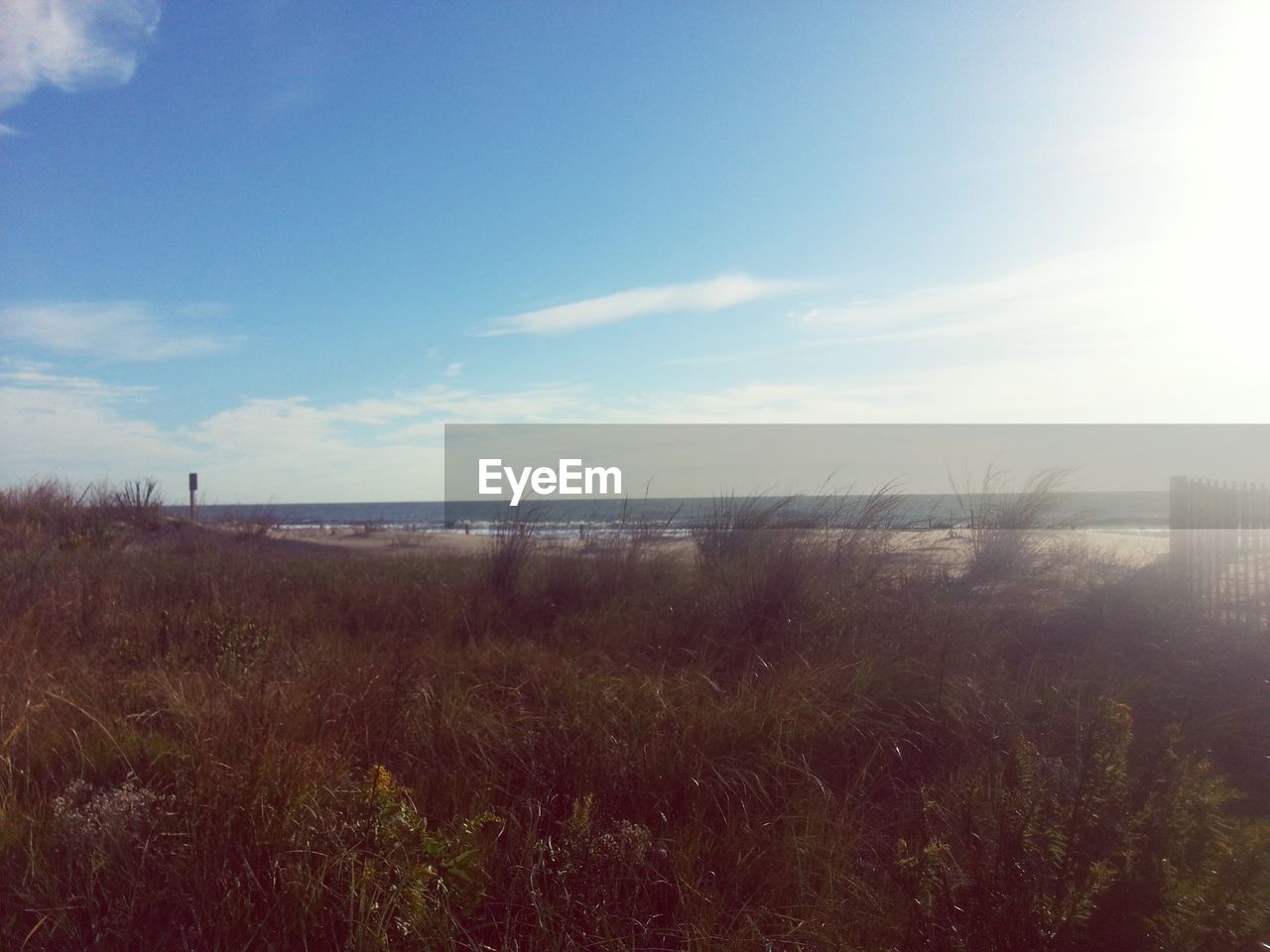 Plants on beach against sky