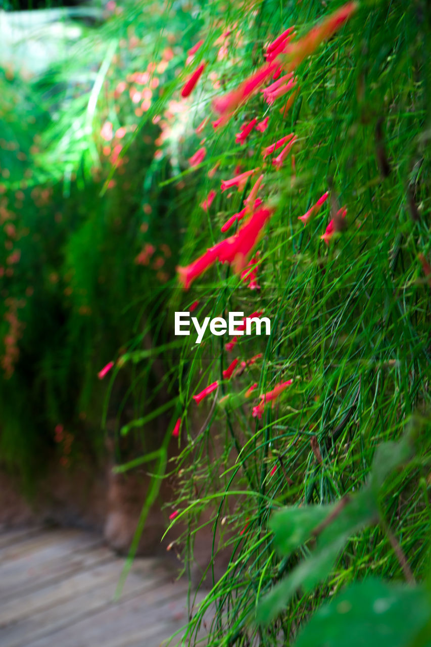 CLOSE-UP OF RED FLOWERING PLANT ON FIELD