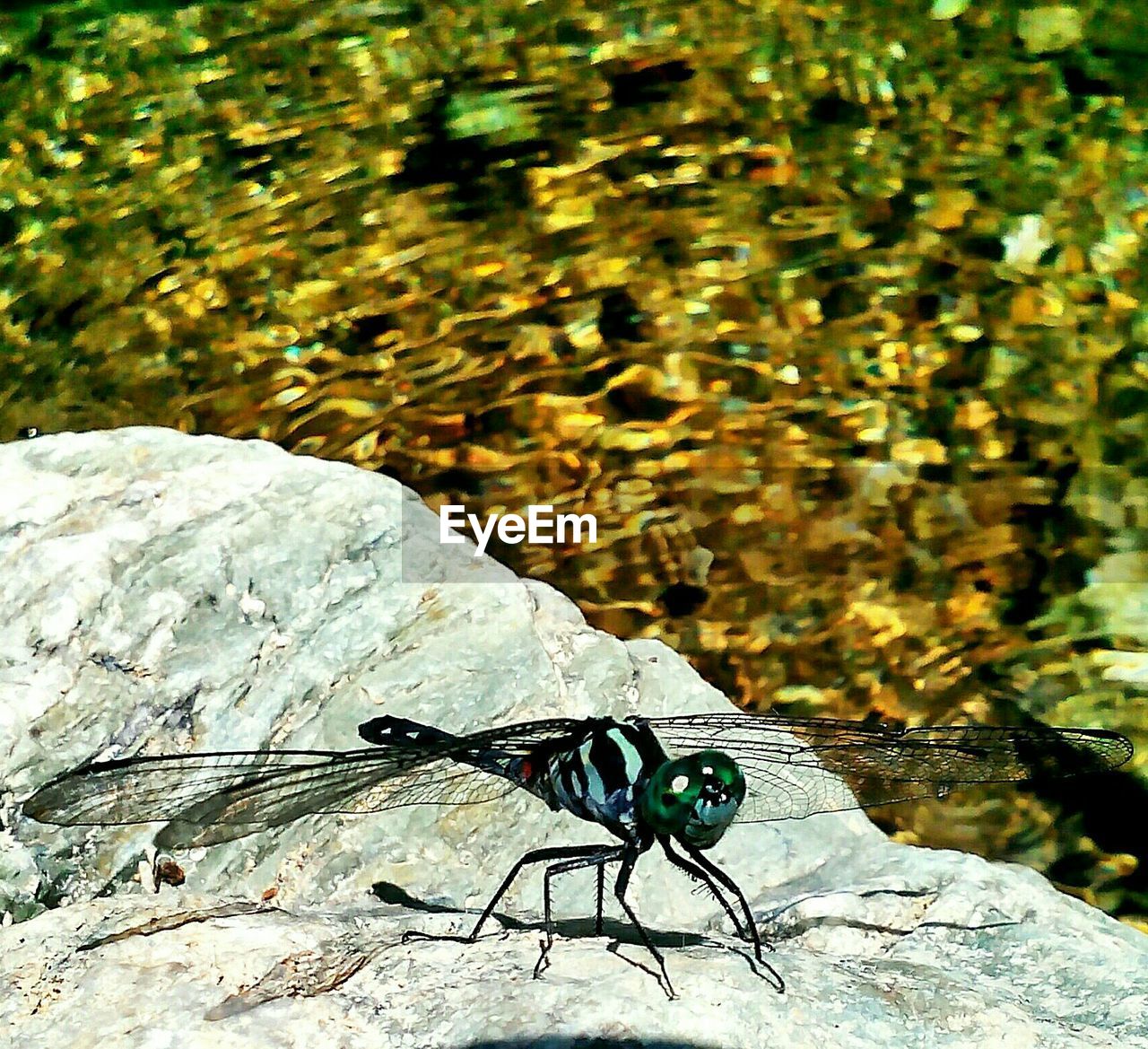 Close-up of insect on rocky surface