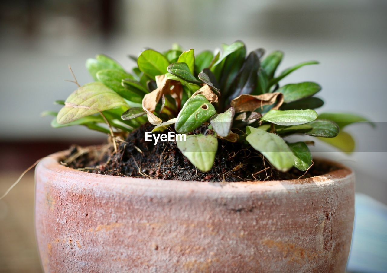 CLOSE-UP OF POTTED PLANT IN POT