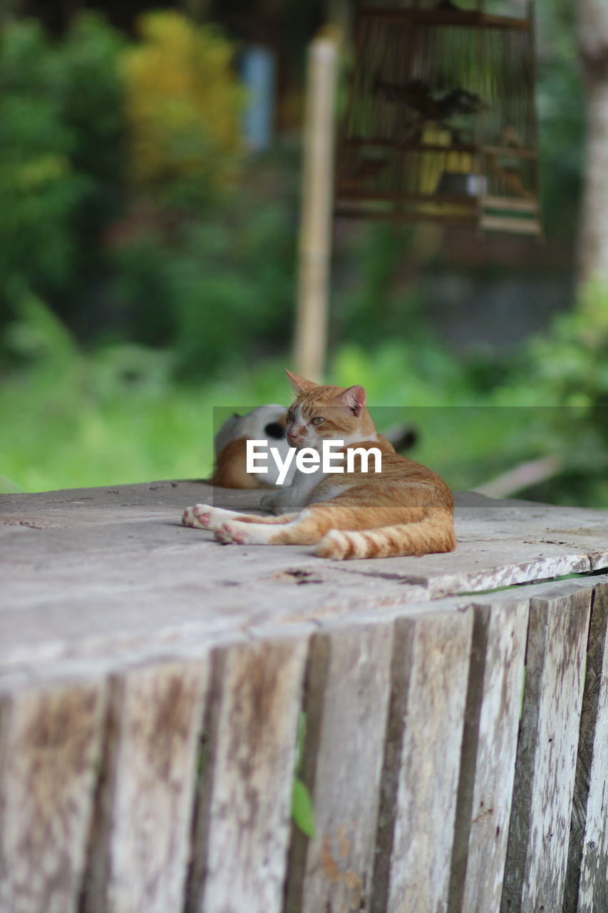 CATS ON WOOD