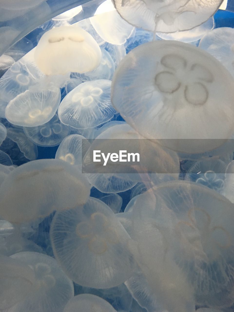 White jellyfish swimming undersea