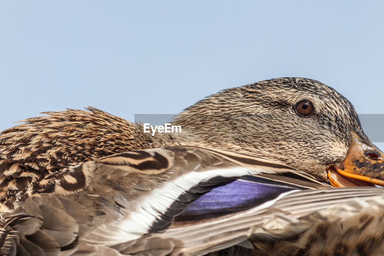 CLOSE-UP OF A OWL