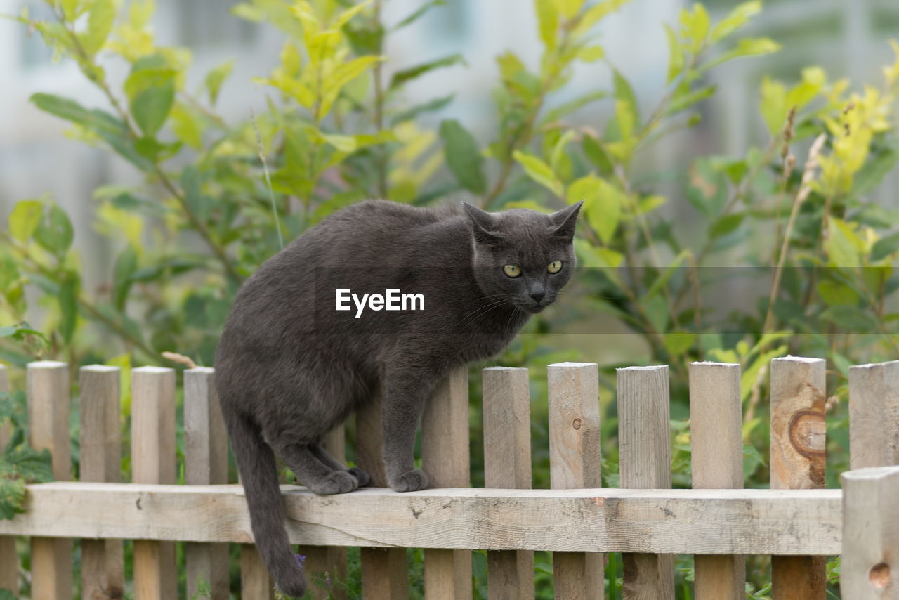 A young gray cat with yellow eyes, sits on the fence against the background of a bush in the summer.