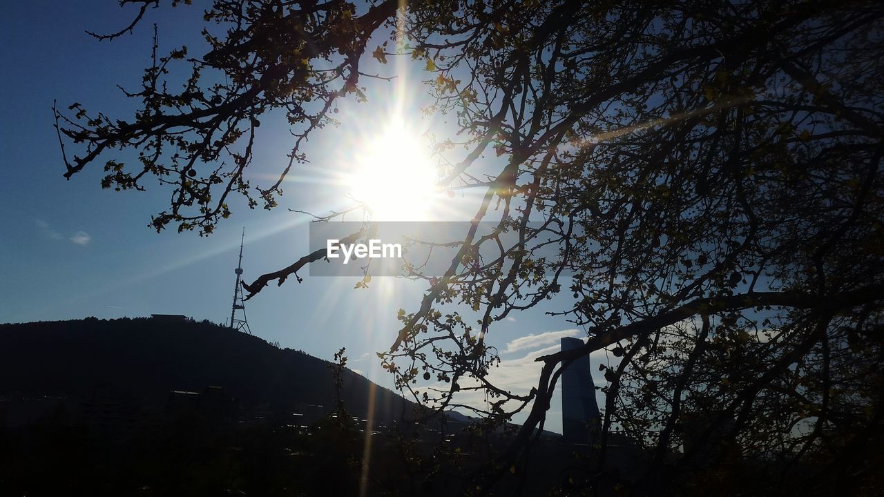 LOW ANGLE VIEW OF SUN STREAMING THROUGH TREE