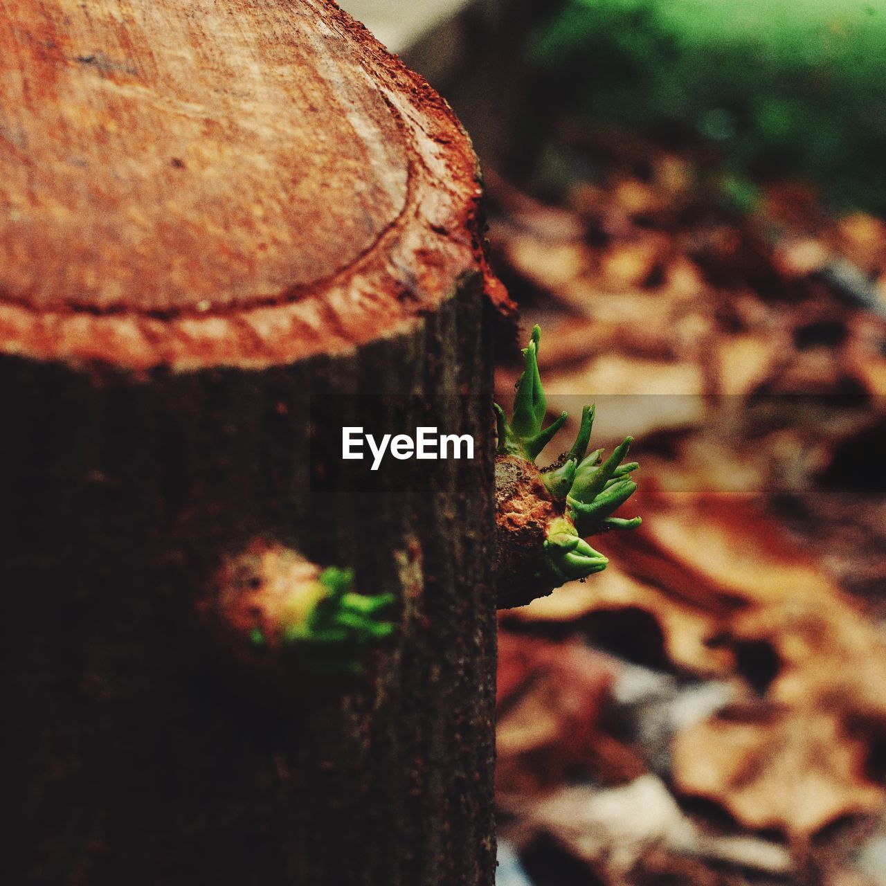 CLOSE-UP OF LEAF AGAINST TREE TRUNK