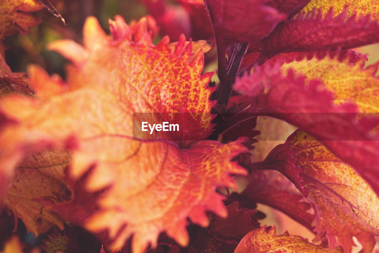 FULL FRAME SHOT OF RED FLOWERS