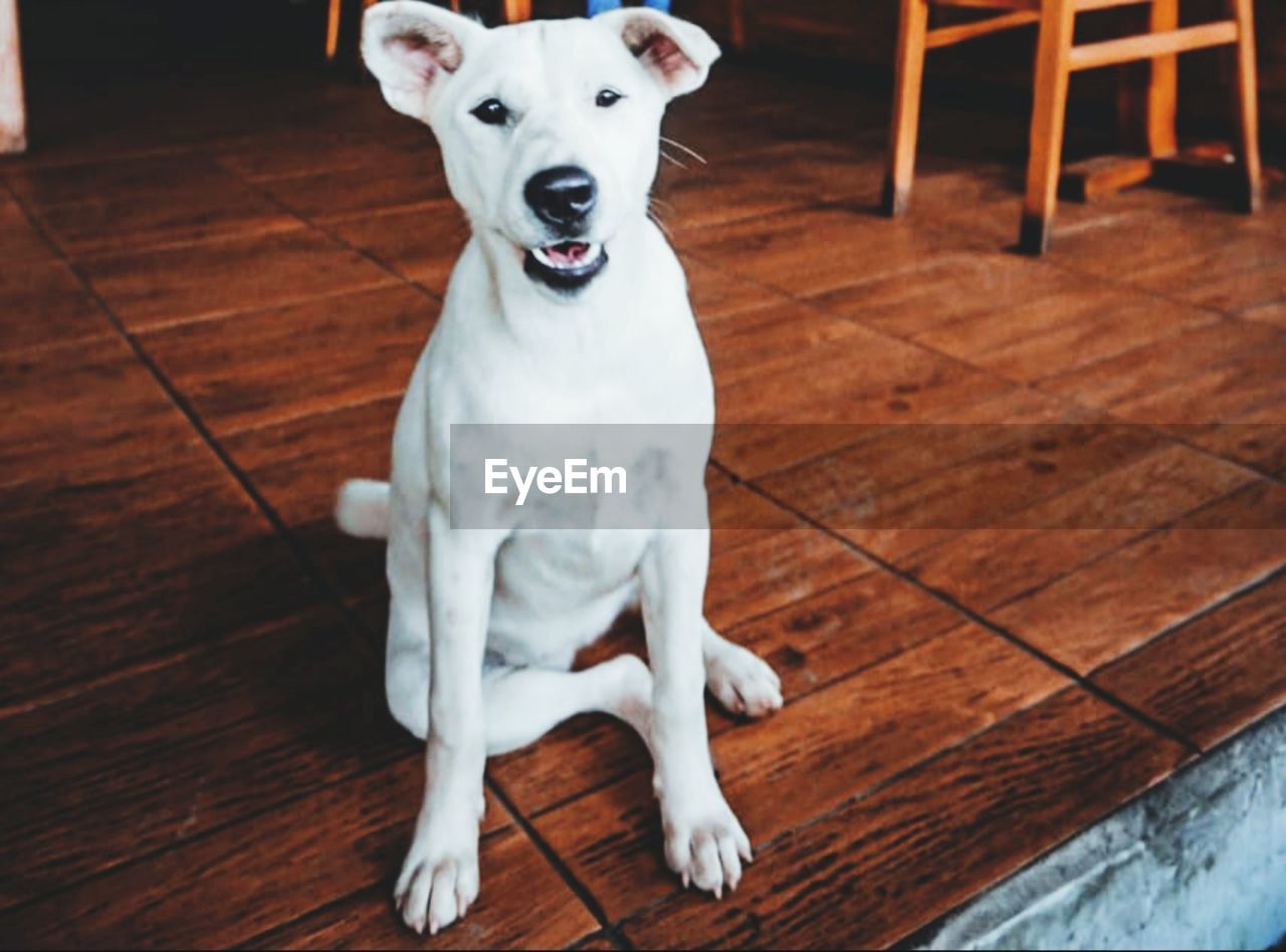 PORTRAIT OF DOG SITTING ON FLOOR