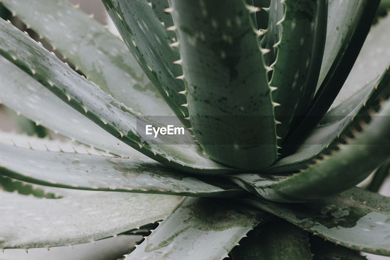 Close-up of cactus growing outdoors