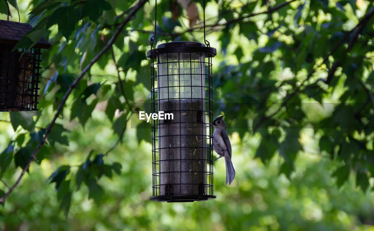 VIEW OF A BIRD ON A FEEDER