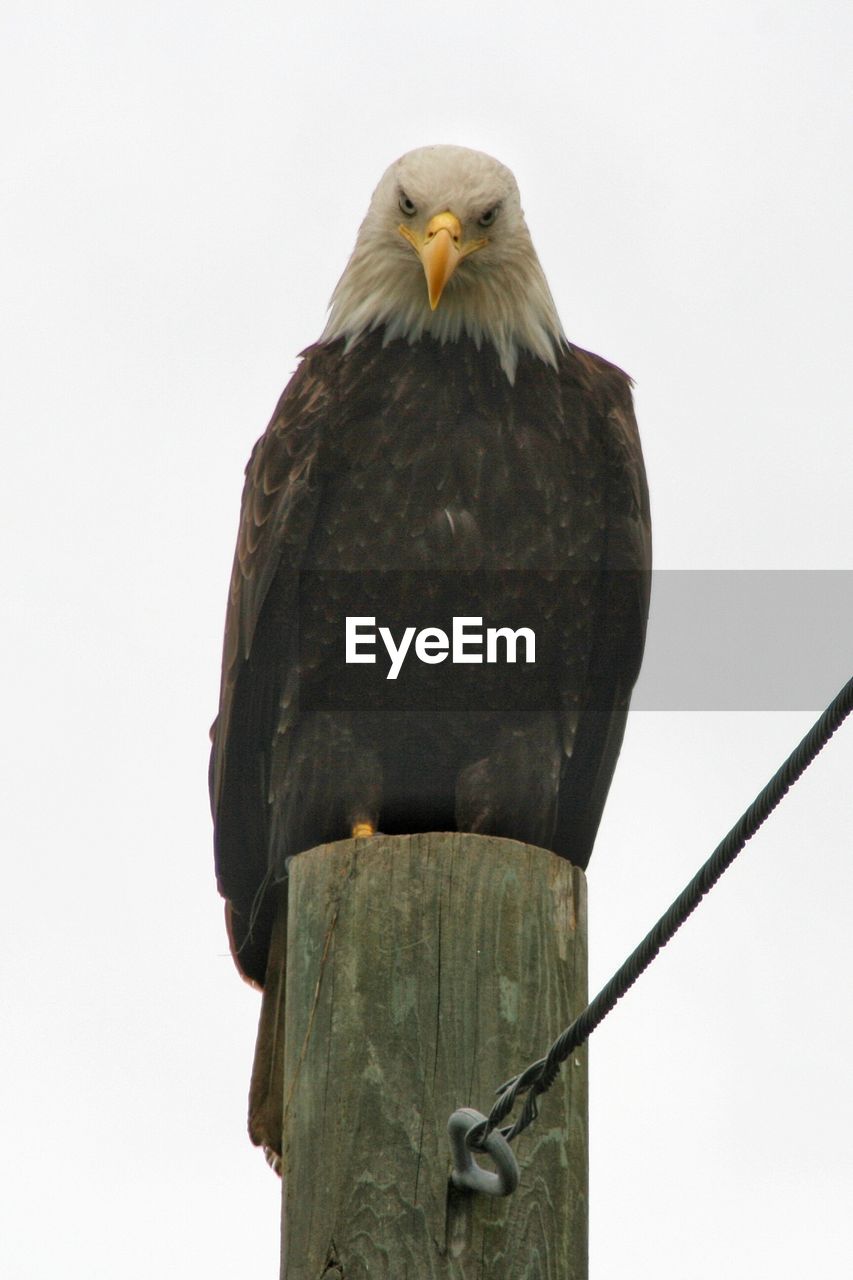 Low angle view of bald eagle perching on wooden post against clear sky