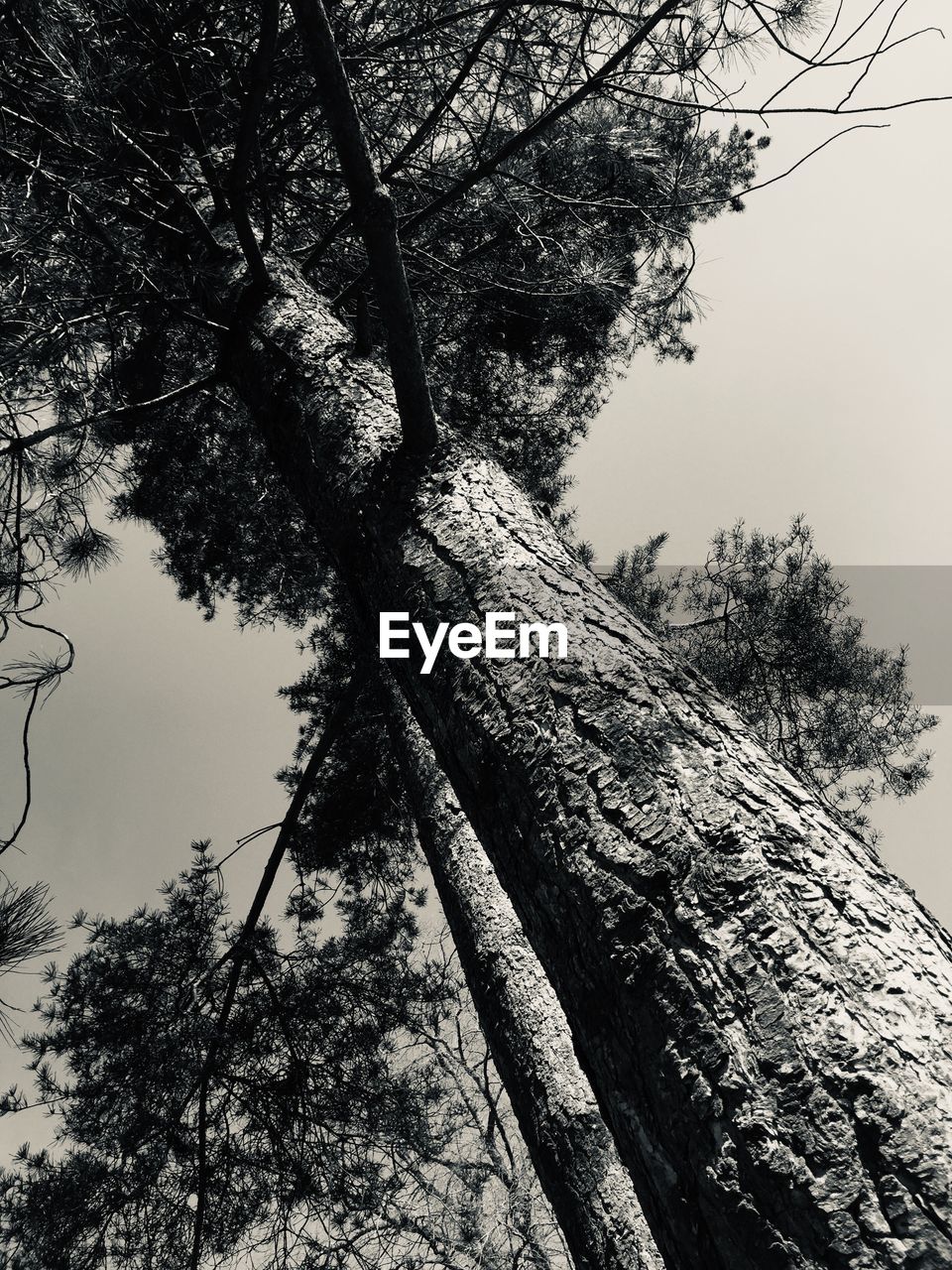 LOW ANGLE VIEW OF TREES AGAINST CLEAR SKY