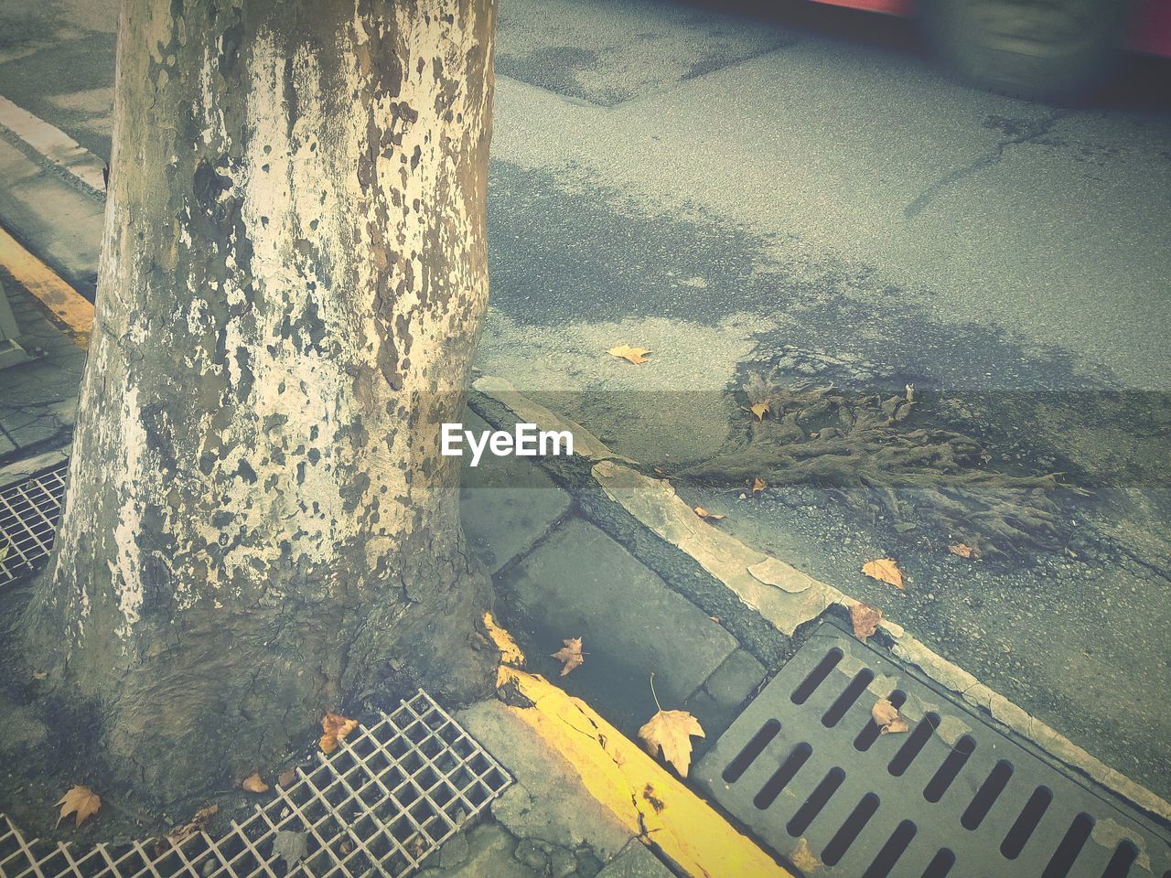 High angle view of tree growing on sidewalk in city