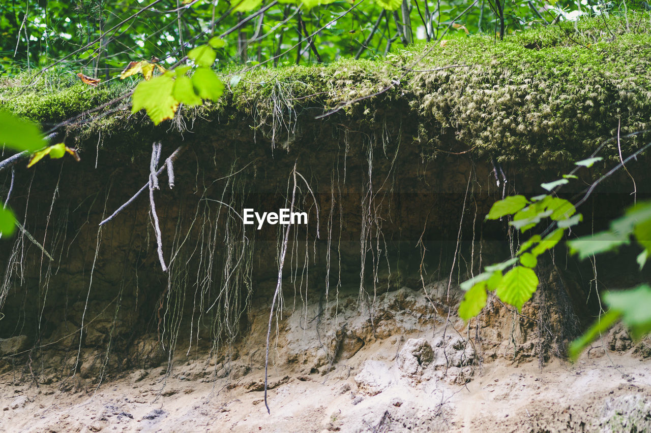 PLANTS GROWING ON LAND