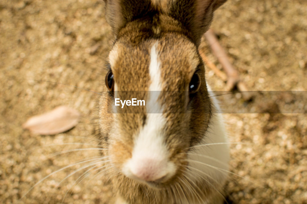 Close-up portrait of rabbit on field