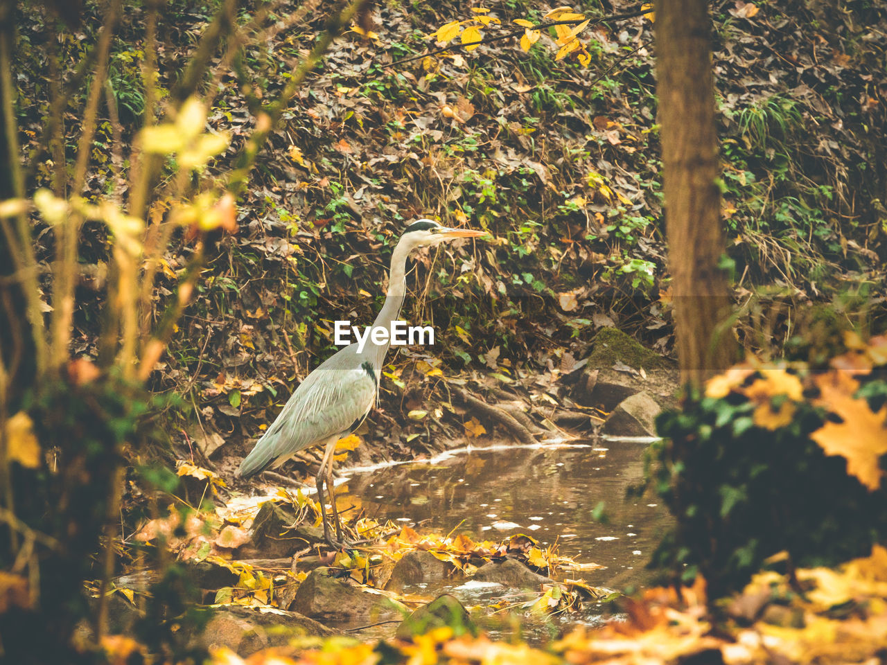 BIRD PERCHING ON PLANT