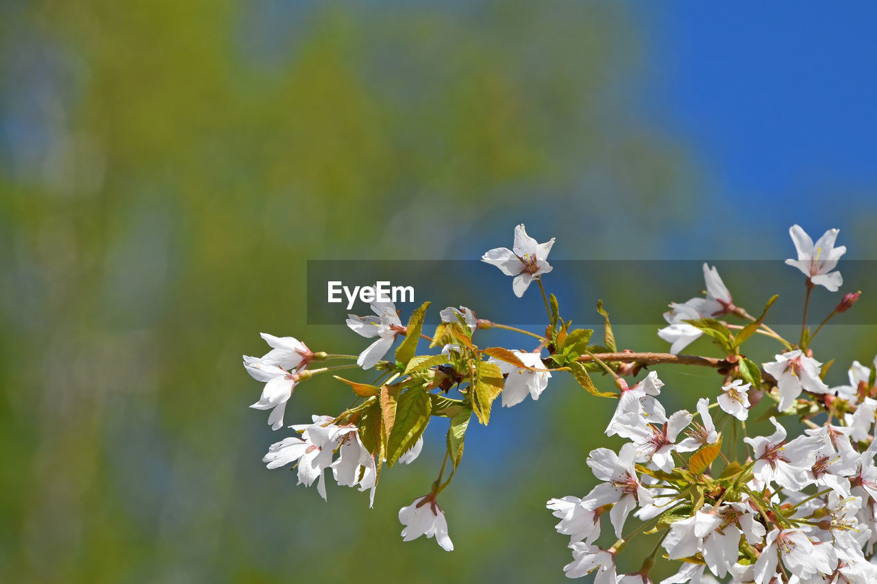 Close-up of white flowers