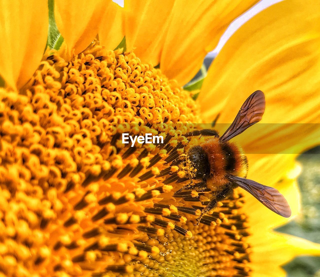 CLOSE-UP OF BEE POLLINATING ON SUNFLOWER