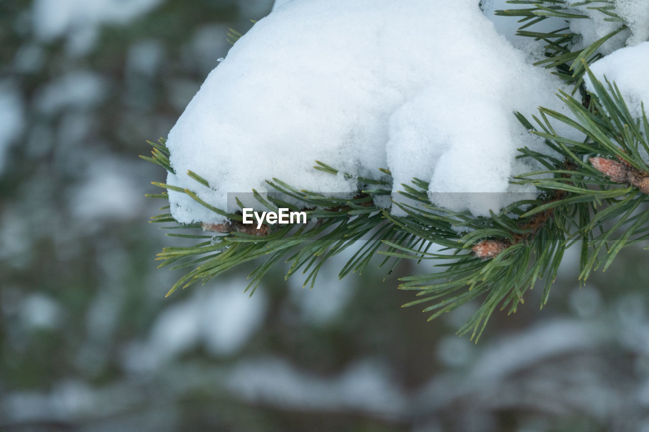 CLOSE-UP OF SNOW COVERED PINE TREE