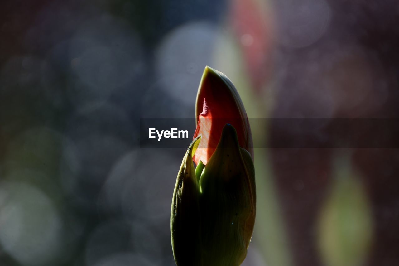 Close-up of flower bud growing outdoors