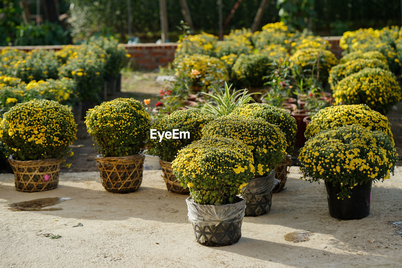 POTTED PLANTS IN GARDEN