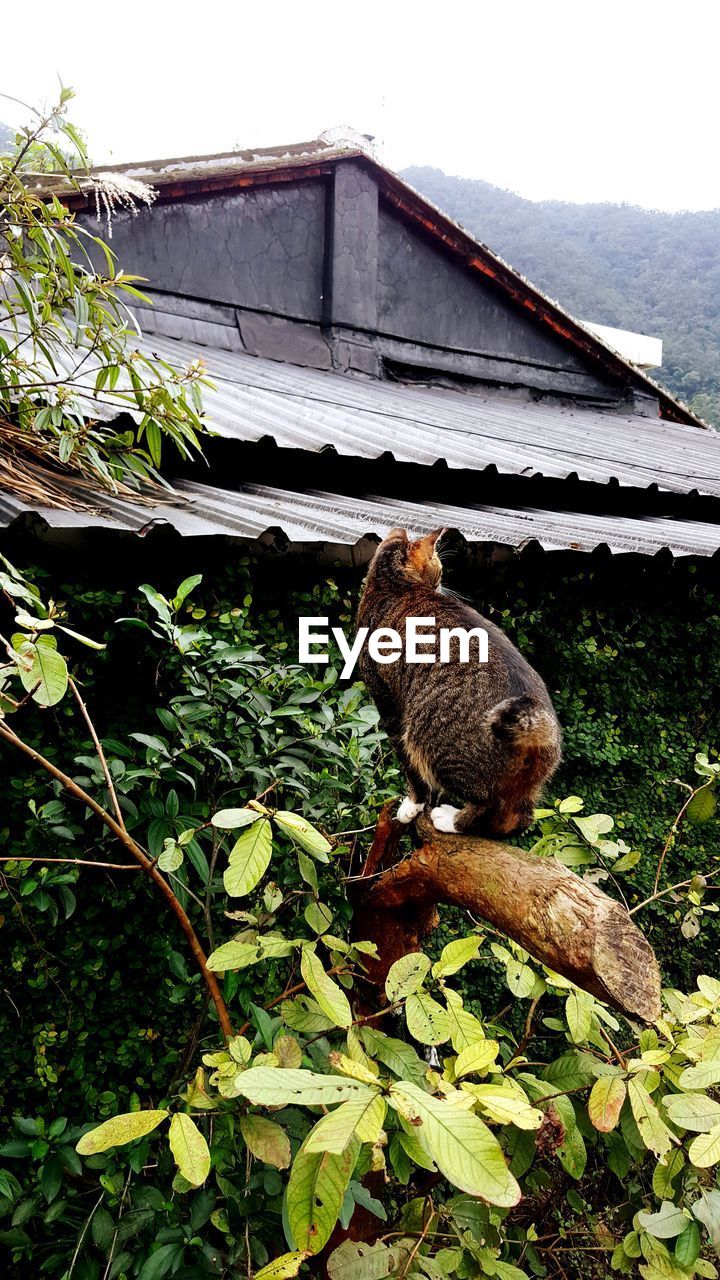 Rear view of cat on branch against house