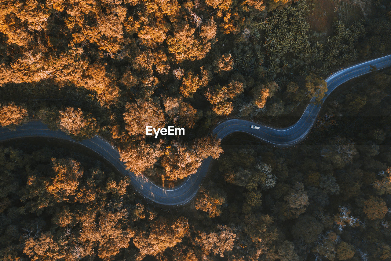 Aerial view of road amidst trees