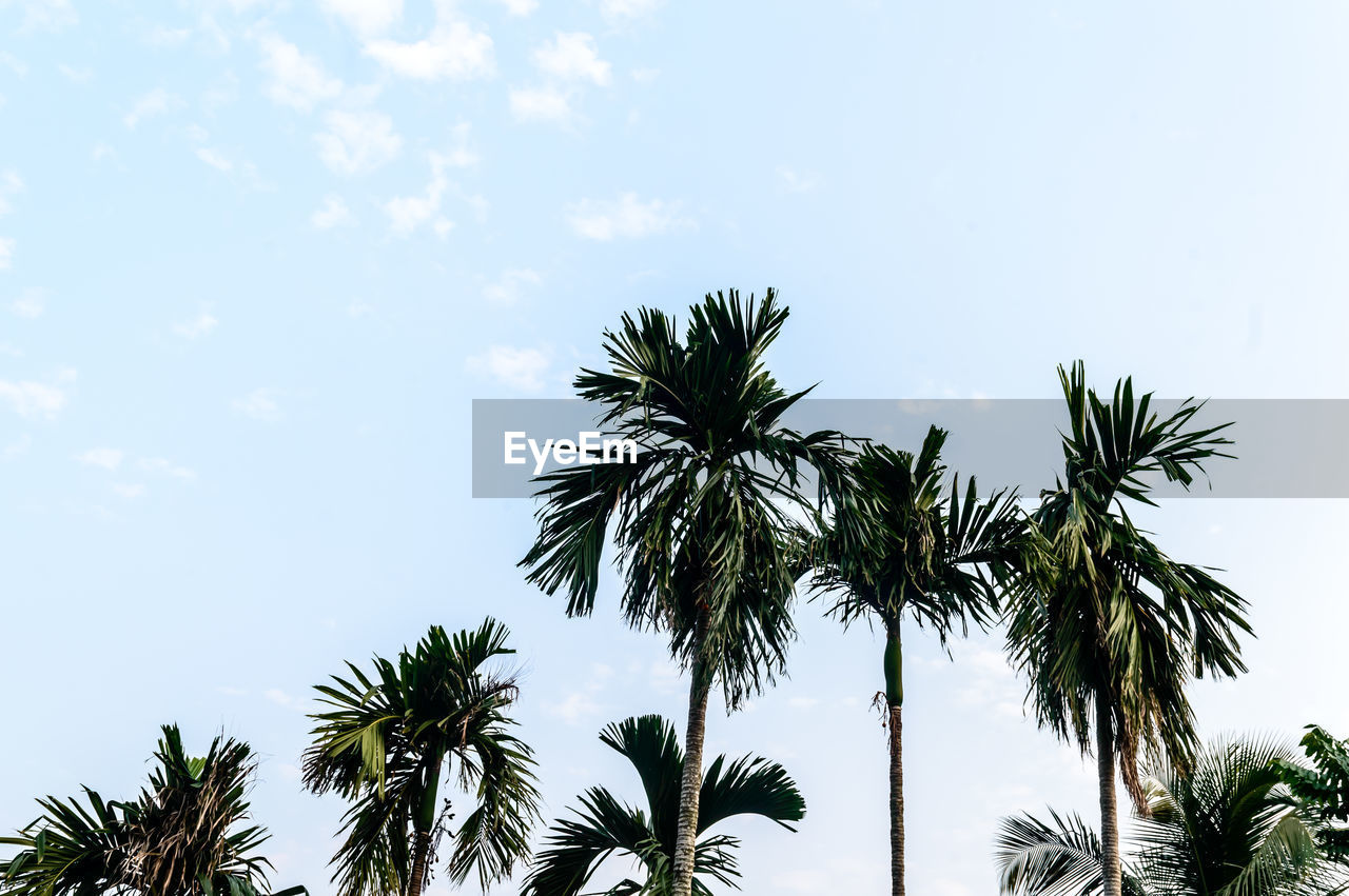 LOW ANGLE VIEW OF PALM TREE AGAINST SKY